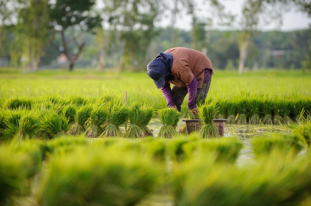 Sustainable Farming