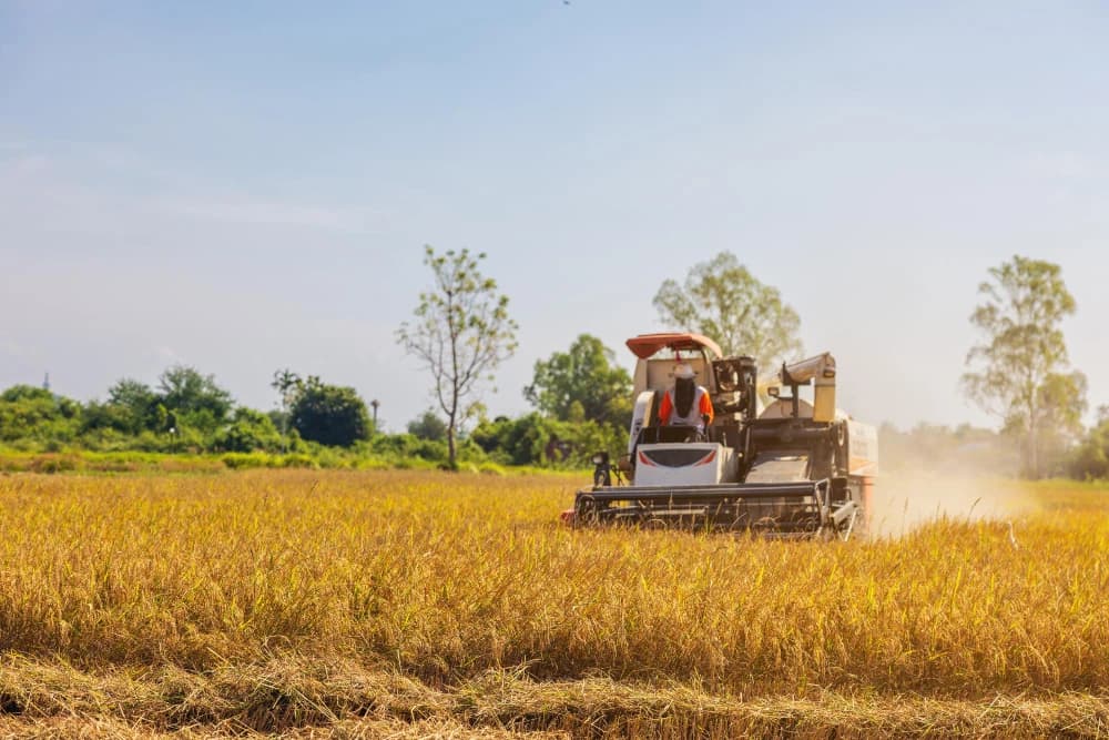 Fresh Harvesting