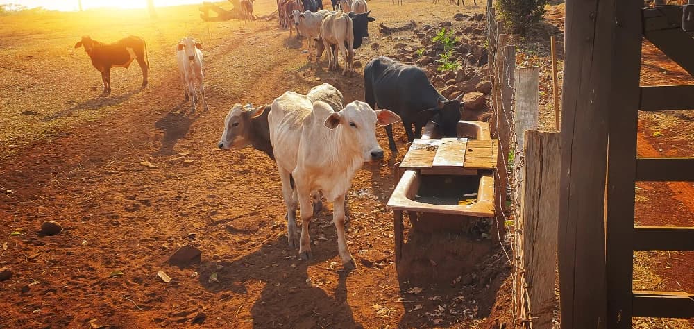 Dairy Farm