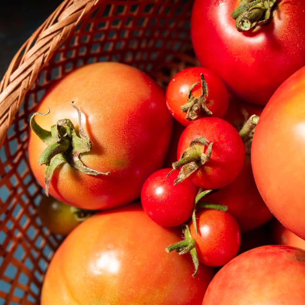 Organic Tomatoes